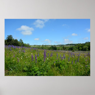 Landscape with lupins - poster