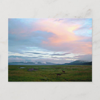 Landscape with peach blue sky and antelopes postcard