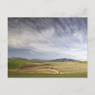 Landscape with wheat fields, Grabouw, Western Postcard
