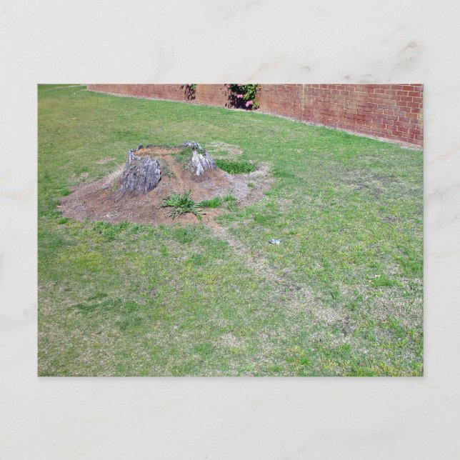 Landscaping Ideas to Cover a Tree Stump Postcard (Front)