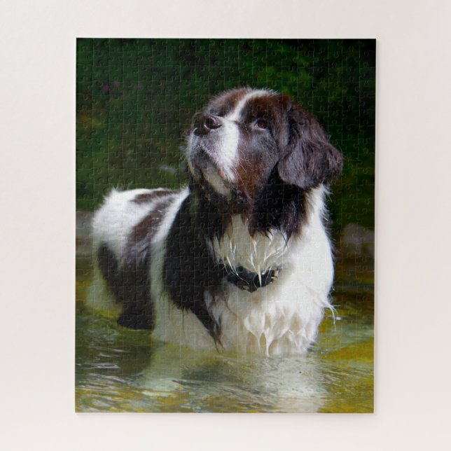 Landseer Dog. Jigsaw Puzzle (Vertical)