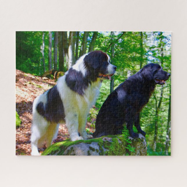 Landseer Dog. Jigsaw Puzzle (Horizontal)
