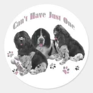 LANDSEER NEWFOUNDLAND CAN'T HAVE JUST ONE CLASSIC ROUND STICKER