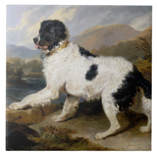 Landseer Newfoundland Dog (Black and White Animal) Ceramic Tile