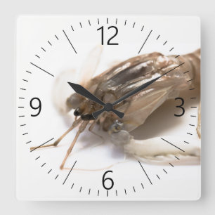 Langoustine Square Wall Clock