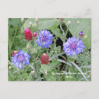 Language of Flowers Bachelor Button Postcard