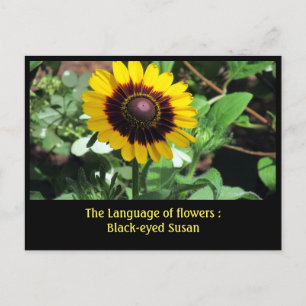 Language of Flowers : Black-eye susan Postcard