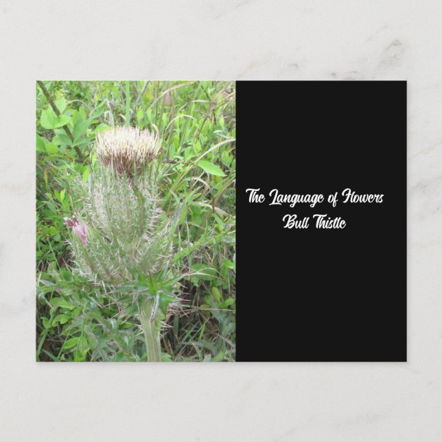 Language of Flowers Bull Thistle Postcard (Front)