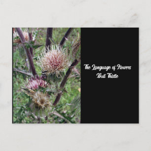 Language of Flowers Bull Thistle Postcard