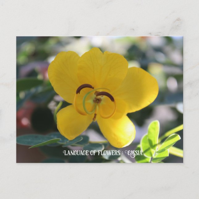 Language of flowers : Cassia Postcard (Front)