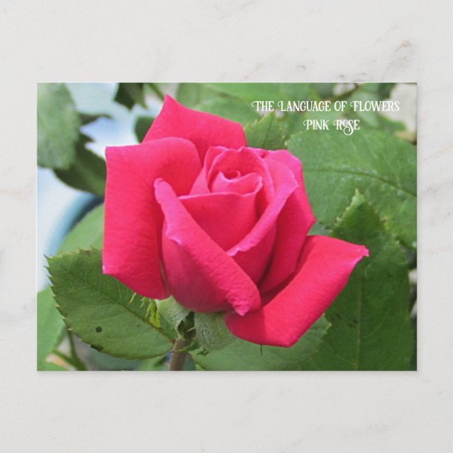 Language of Flowers Pink Rose Postcard (Front)