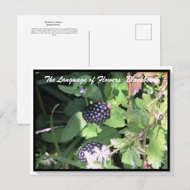 Language of Flowers The Blackberry Postcard (Front/Back)