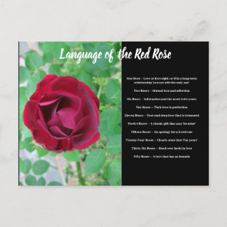 Language of the Rose Postcard