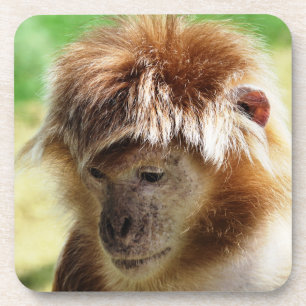 LANGUR MONKEY COASTER