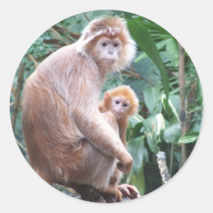 Langur Monkey Mother & Baby Classic Round Sticker