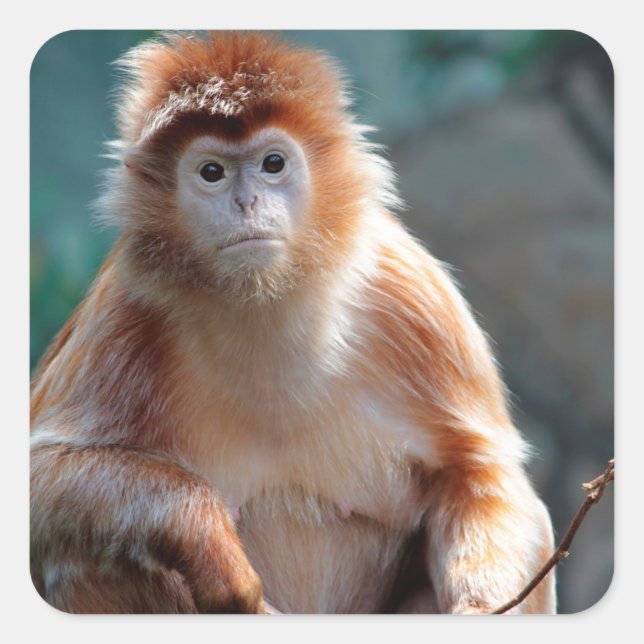 Langur Monkey Wildlife Animal Photo Square Sticker (Front)
