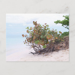 Lanikai Beach in Oahu, Hawaii Postcard