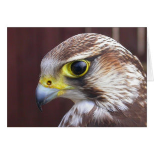 Lanner Falcon