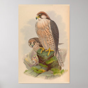 Lanner Falcon Bird Vintage Art Print