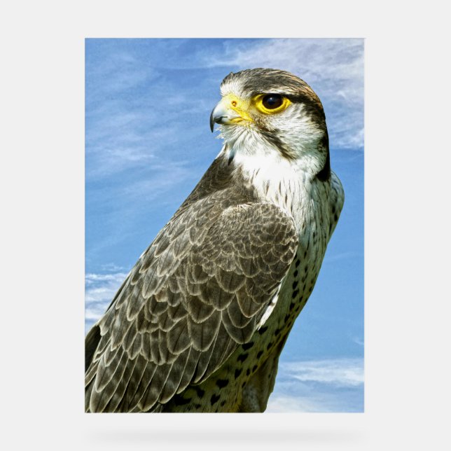 Lanner Falcon perched Acrylic Sign (Front)