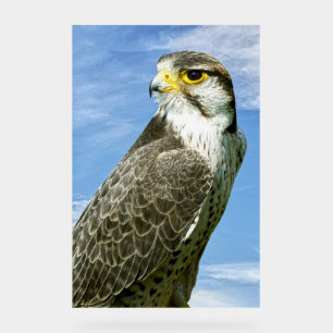 Lanner Falcon perched Acrylic Sign