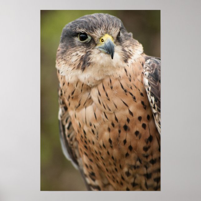 Lanner Falcon Poster (Front)