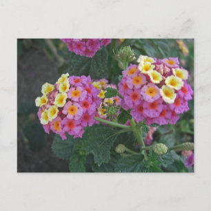 Lantana 1 postcard