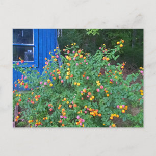 Lantana Bush Postcard