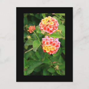 Lantana Flowers Postcard