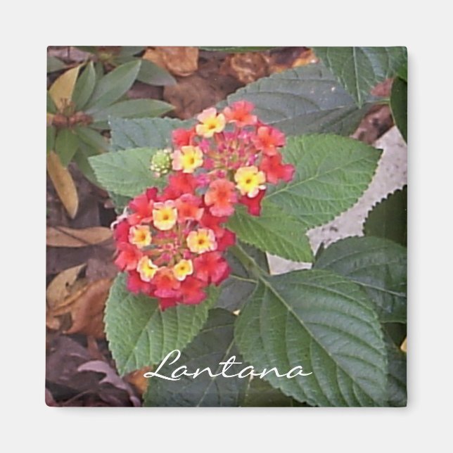 Lantana Magnet (Front)