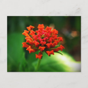 Lantana Postcard