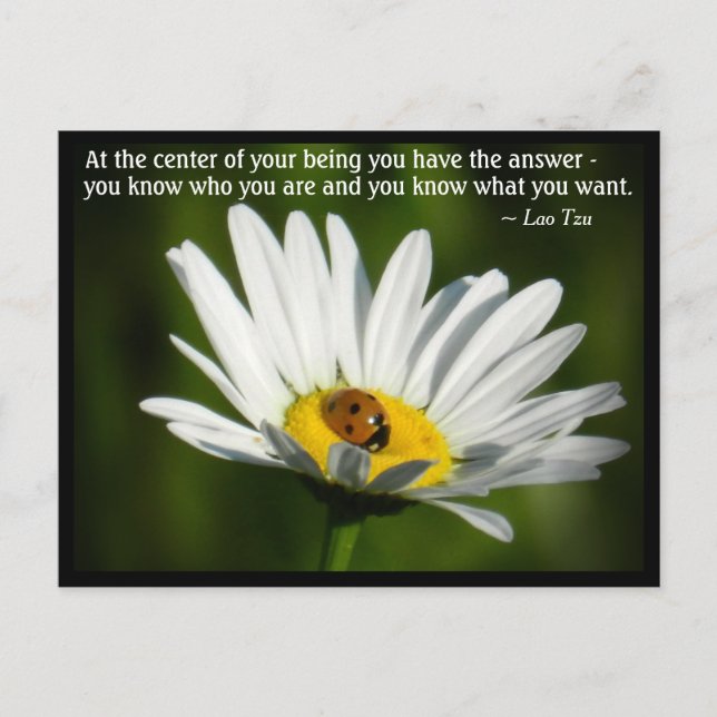 Lao Tzu Quote Ladybird Daisy Inspiring Motivation Postcard (Front)
