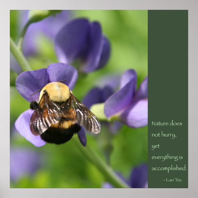 Lao Tzu Quote Poster (Front)