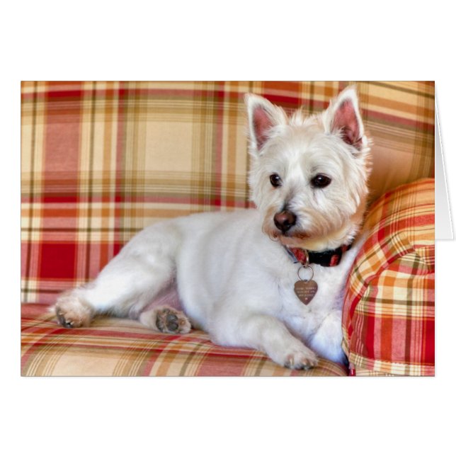 Lap Of Luxury (Front Horizontal)