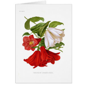 Lapageria rosea.(Chilean bellflower)