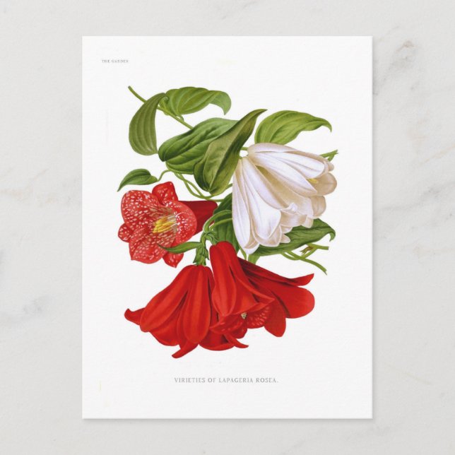 Lapageria rosea.(Chilean bellflower) Postcard (Front)