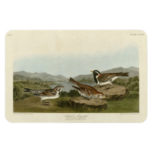 Lapland Long-spur, from Audubon's Birds of America Magnet