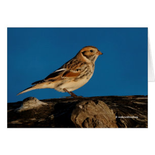 Lapland Longspur on a Sunlit Log