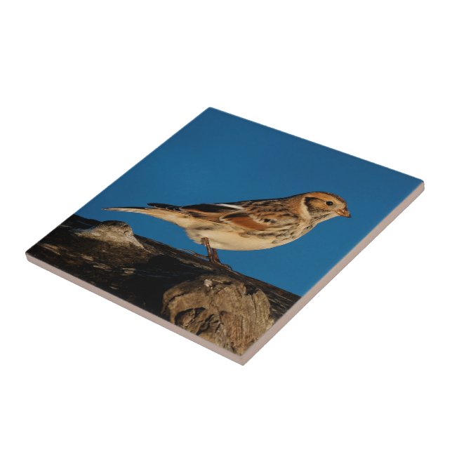 Lapland Longspur on a Sunlit Log Ceramic Tile (Side)