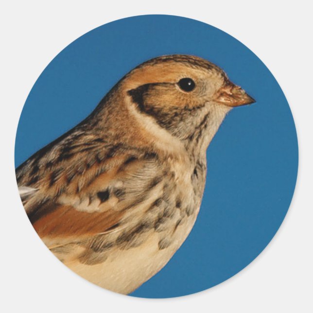 Lapland Longspur on a Sunlit Log Classic Round Sticker (Front)