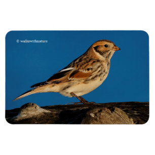 Lapland Longspur on a Sunlit Log Magnet
