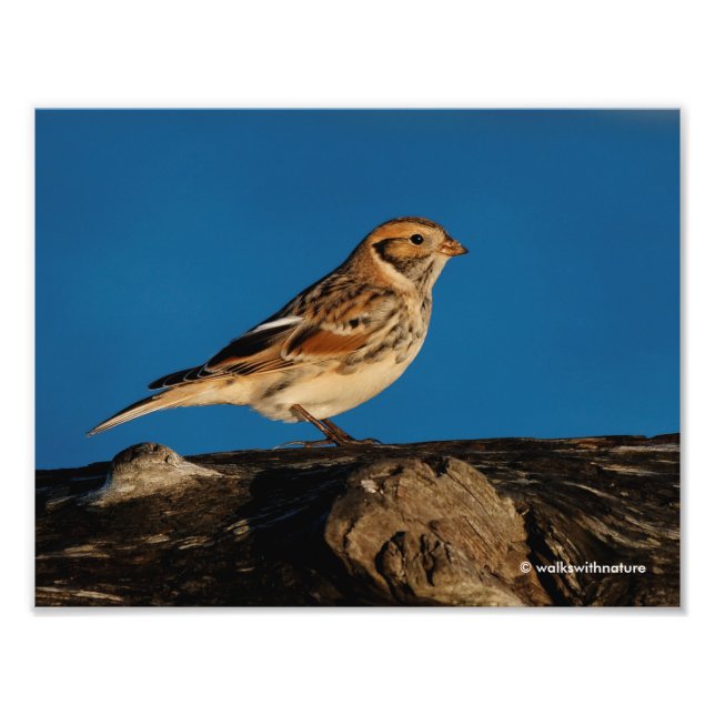 Lapland Longspur on a Sunlit Log Photo Print (Front)