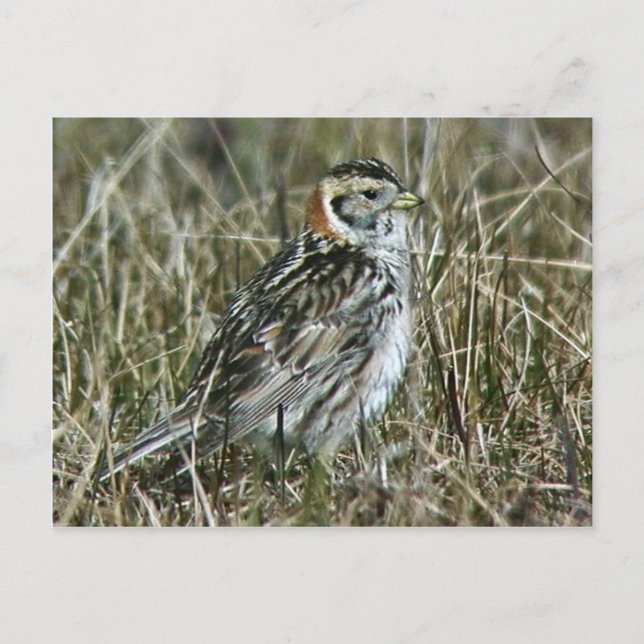 Lapland Longspur Postcard (Front)