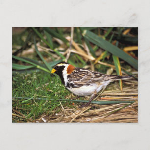 Lapland Longspur Postcard