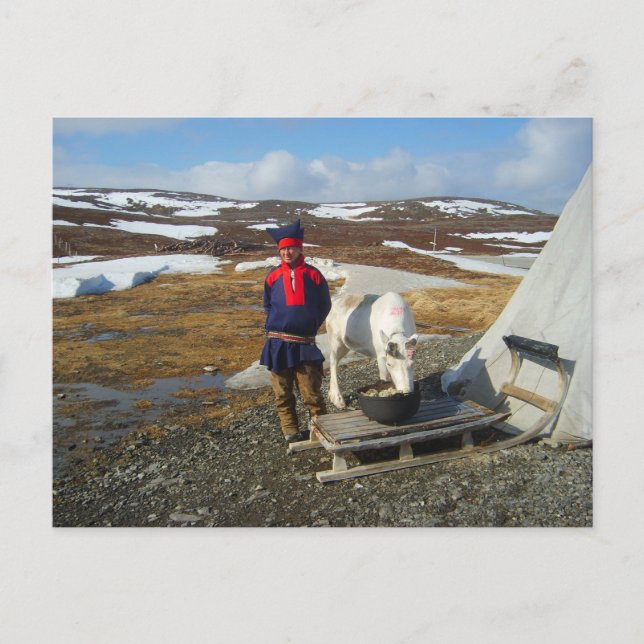 Lapland,  Sámi settlement with tent and cow Postcard (Front)