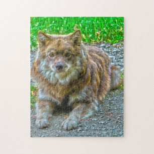 Lapphund Dog. Jigsaw Puzzle