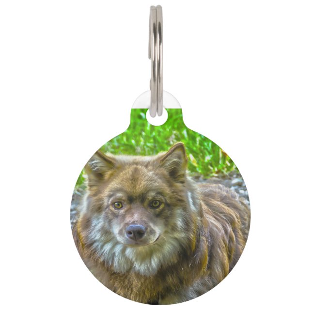 Lapphunds Dog. Pet Tag (Front)
