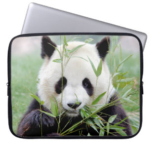 laptop sleeve Photo giant panda , animals.