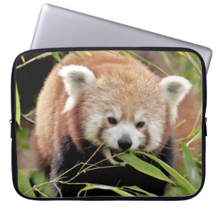 laptop sleeve Photo red panda , animals.