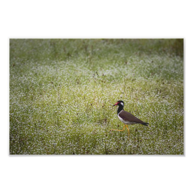 Lapwing Bird on the Grass Photo Print (Front)